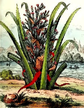 Red Pinguin Plant